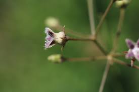 Image result for Sisyranthus imberbis