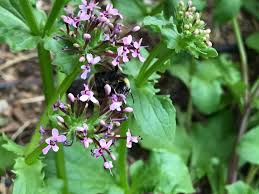 Image result for Cydia cornucopiae