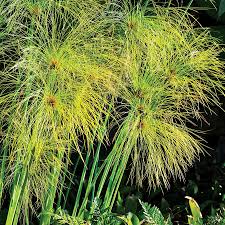 Image result for Cyperus ajax