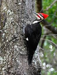 Their entrance hole is oblong rather than round like most other woodpecker holes, and they don't line their nests with any material except for leftover wood chips. Pileated Woodpecker Birdwatching
