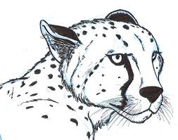 Make sure you also check out any of the hundreds of drawing tutorials. Cheetah Face Drawing At Paintingvalley Com Explore Collection Of Cheetah Face Drawing