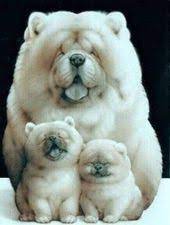 Pin By Acelightning 13 On Animais E Aves Cute Baby Animals Cute Animals Baby Animals