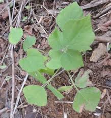 Image result for Rhynchosia chapmanii