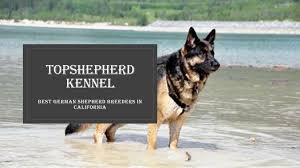 Super angebote für german shepherd dog hier im preisvergleich. Buy Trained German Shepherd Protection Dog For Sale In California By Top Shepherd Kennel Issuu