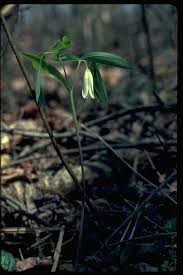 Image result for Clutia sessilifolia