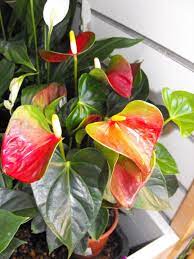 Pin On Indoor Gardening