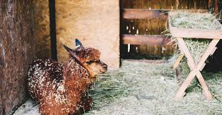 String up and fill with hay! How To Build A Hay Feeder For Practically Free From Scraps