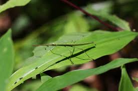 Maybe you would like to learn more about one of these? Stick Insects Are Easy Bird Food And That Might Help Them Reproduce The New York Times