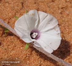 Image result for Aptosimum albomarginatum