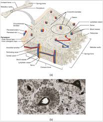 Hole's human anatomy and physiology twelfth edition shier w butler w lewis chapter 7 skeletal system copyright © the epiphyseal plates articular cartilage proximal epiphysis spongy bone space containing red marrow endosteum compact bone medullary cavity. 10 3 Bone Structure Fundamentals Of Anatomy And Physiology