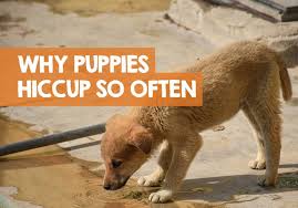 Some reasons behind puppies breathing fast are quite obvious, such as a lot of playing and exercise or warm in other situations, you may not understand exactly why your puppy is breathing faster than usual. Why Does My Puppy Get Hiccups So Much Sleep Eat Repeat