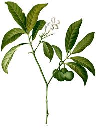 Image result for Voacanga thouarsii