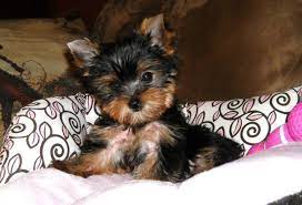 We offer a 30 days money back guarantee if you decide not to keep our puppy after our puppy arrives your home. Yorkshire Terrier Puppies For Sale Teacup Yorkie Puppies