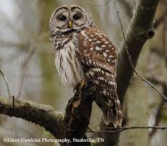 Tennessee Watchable Wildlife Barred Owl Barred Owl Owl Habitat Owl