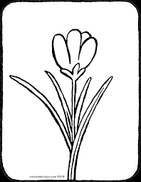 Krokus Kiddimalseite