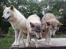 Naiche Howling Woods Farm Wolf World Husky Samoyed