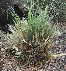 Ornamental Grass Care | The How To Guide - Plantingtree