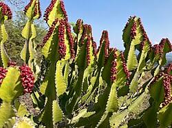 Image result for Euphorbia ingens
