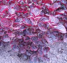 Maybe you would like to learn more about one of these? Piante Da Appartamento Foglie Rosse
