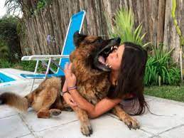 German Shepherd Attacks Teen In Argentina Leaving Her With 40 Stitches To Face 7news