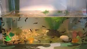 I hope this will be large enough for them to complete their transition to frogs. How To Care For Tadpoles Youtube