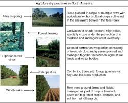 What this means in practice is staying within familiar territory as much as possible. Carbon Sequestration In Agroforestry Systems Sciencedirect