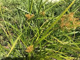 Image result for Kyllinga