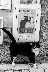 Le Chat Noir White And Black Cat Pretty Cats White Cats