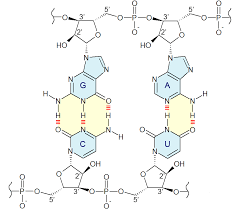 Dna is composed of two strands of nucleotides held together by hydrogen bonding. Nucleobase Wikipedia