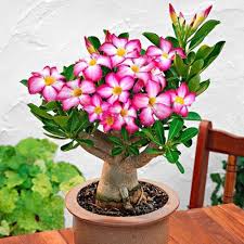 We did not find results for: Amazon Com Desert Rose Seeds To Grow 10 Pack Highly Prized Multicolored Flowering Bonsai Adenium Obesum 10 Seeds To Grow Garden Outdoor