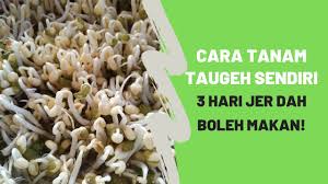 3) sediakan bekas yang berlubang (penapis)… lapikkan bekas penapis tu dengan tuala kecil yang telah dibasahkan terlebih dahulu…. Alpharad Sub Count Chu Cara Mudah Tanam Taugeh Di Rumah Lepas 4 Hari Dah Boleh