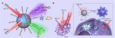 New york, japan, or pacific time. An Orthogonally Regulatable Dna Nanodevice For Spatiotemporally Controlled Biorecognition And Tumor Treatment Science Advances