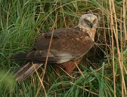 Vakantiehuis de buizerd fonteinbos ⭐ , netherlands, heeg, fonteinwei 12 19: 8 1 Bruine Kiekendief Werkgroep Roofvogels Zeeland