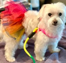 Adopt smooth collie dog named Sandy