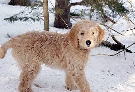 Mini Goldendoodle Texas Mini Goldendoodle