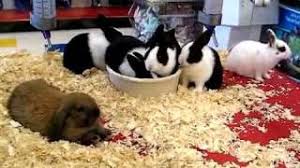 When we took freddie mercury the dog on her very own dog's day out she brought along bosco. Baby Bunny Rabbits In Pet Store Youtube