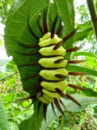 Image result for Megalochlamys revoluta