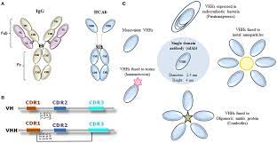 On this page how do monoclonal antibodies work against cancer? Frontiers Camelid Single Domain Antibodies As An Alternative To Overcome Challenges Related To The Prevention Detection And Control Of Neglected Tropical Diseases Immunology