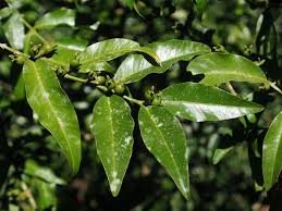 Image result for Buxaceae