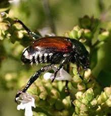 Résultat de recherche d'images pour "metallic green fig beetle"