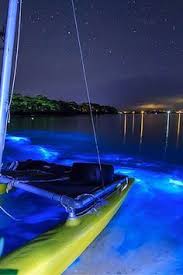 Bioluminescent Beach Puerto Rico 15 Of The World S Most Unique Awesome Beaches Bioluminescent Bay Beautiful Places On Earth Beaches In The World