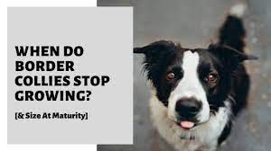 When Do Border Collies Stop Growing Size At Maturity