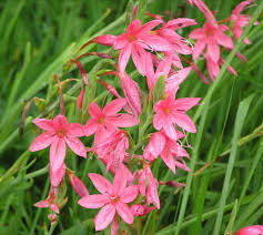 Image result for Hesperantha