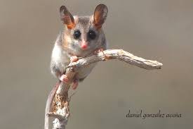 Monito del monte (dromiciops gliroides) are small nocturnal marsupials representatives of the ancient order microbiotheria and also the only known hibernating mammal in south america (southern chile and argentina).thomas, 1894 original designation monito del monte (spanish = little mountain monkey) or colocolo opossum. Yaca Curiosa Animals Animal 2 Animal Pictures