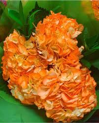The destination for wholesale flowers, bulk flowers, supplies. Orange Hydrangea Airbrushed Orange Flowers Halloween Flowers Wedding Flowers Orange Flowers Halloween Flowers Wholesale Flowers