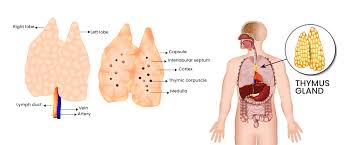 Image result for Thymus