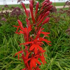Pinch the tips off of blue lobelia stems with your fingers, which will promote stem growth and an abundance of blue blossoms. Lobelia Cardinalis Sun And Partial Sun Perennials Roots Rhizomes