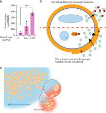 The structure of yeast cell has been very thoroughly worked out by a large number of investigators who differ in their interpretations. Extracellular Vesicles Secreted By Saccharomyces Cerevisiae Are Involved In Cell Wall Remodelling Communications Biology