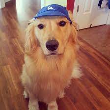 Golden Retriever With Dodgers Hat Golden Retriever Cute Animals Dodger Hats