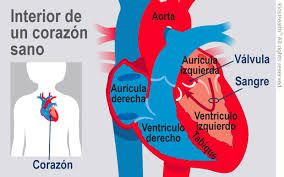 El Corazon Y El Sistema Circulatorio Para Adolecentes Cook Children S